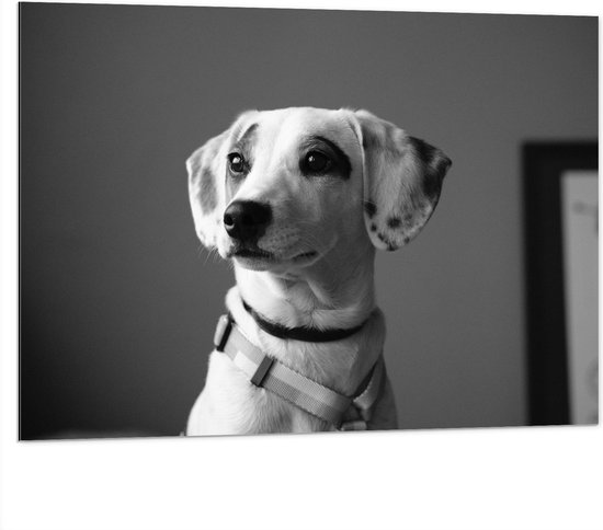 WallClassics - Dibond - Whippet Hond Zwart - Wit - 100x75 cm Foto op Aluminium (Wanddecoratie van metaal)