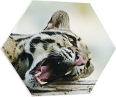 WallClassics - PVC Schuimplaat Hexagon - Gapende Luipaard op een Boomstam - 80x69.6 cm Foto op Hexagon (Met Ophangsysteem)