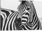 WallClassics - Dibond - Zwart met Witte Zebra - 80x60 cm Foto op Aluminium (Wanddecoratie van metaal)