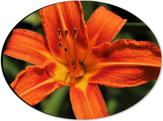 WallClassics - Dibond Ovaal - Bovenaanzicht van Oranje Getinte Bloem - 28x21 cm Foto op Ovaal (Met Ophangsysteem)