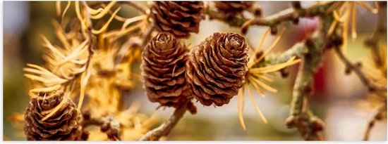 WallClassics - Poster (Matte) - Petites Pommes de Pin sur Branches - 60x20 cm Photo sur Papier Poster à l'Aspect Mat