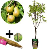 Pyrus communis ‘Conference’ perenboom, met plantensteun, 5 liter pot