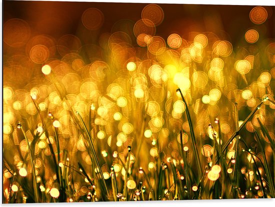 Dibond - Gras met Gouden Waterdruppels - 80x60 cm Foto op Aluminium (Met Ophangsysteem)
