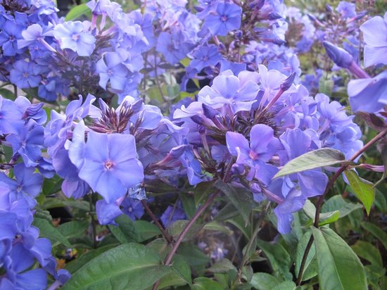 12x Vlambloem (Phlox (P) 'Blue Paradaise') - P9 pot (9x9)