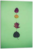 Dibond - Verschillende Soorten en Kleuren Bladeren op Groene Achtergrond - 60x90 cm Foto op Aluminium (Met Ophangsysteem)