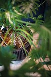 Grof, geribbeld, donker grijs pot met een groene plant met grote bladeren.
