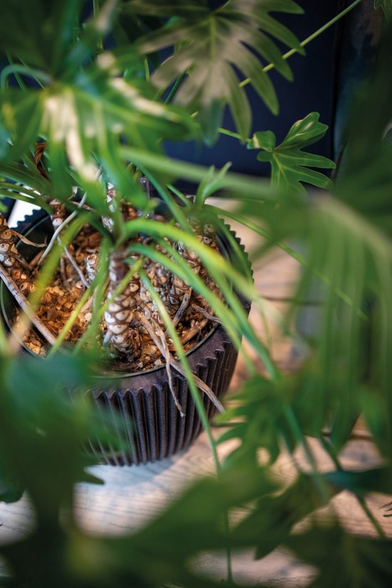 Grof, geribbeld, donker grijs pot met een groene plant met grote bladeren.