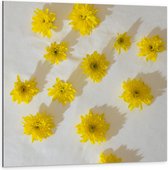 Dibond - Gele Paardenbloemen Patroon op Witte Achtergrond - 100x100 cm Foto op Aluminium (Wanddecoratie van metaal)