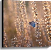 WallClassics - Canvas - Blauwe Vlinder op Smalle Takken met Witte Bloemen - 60x60 cm Foto op Canvas Schilderij (Wanddecoratie op Canvas)