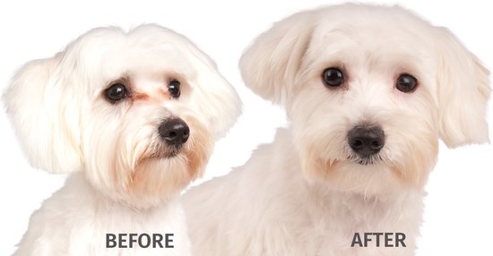 Twee witte Maltezer honden, een 'voor' en een 'na' verzorging.