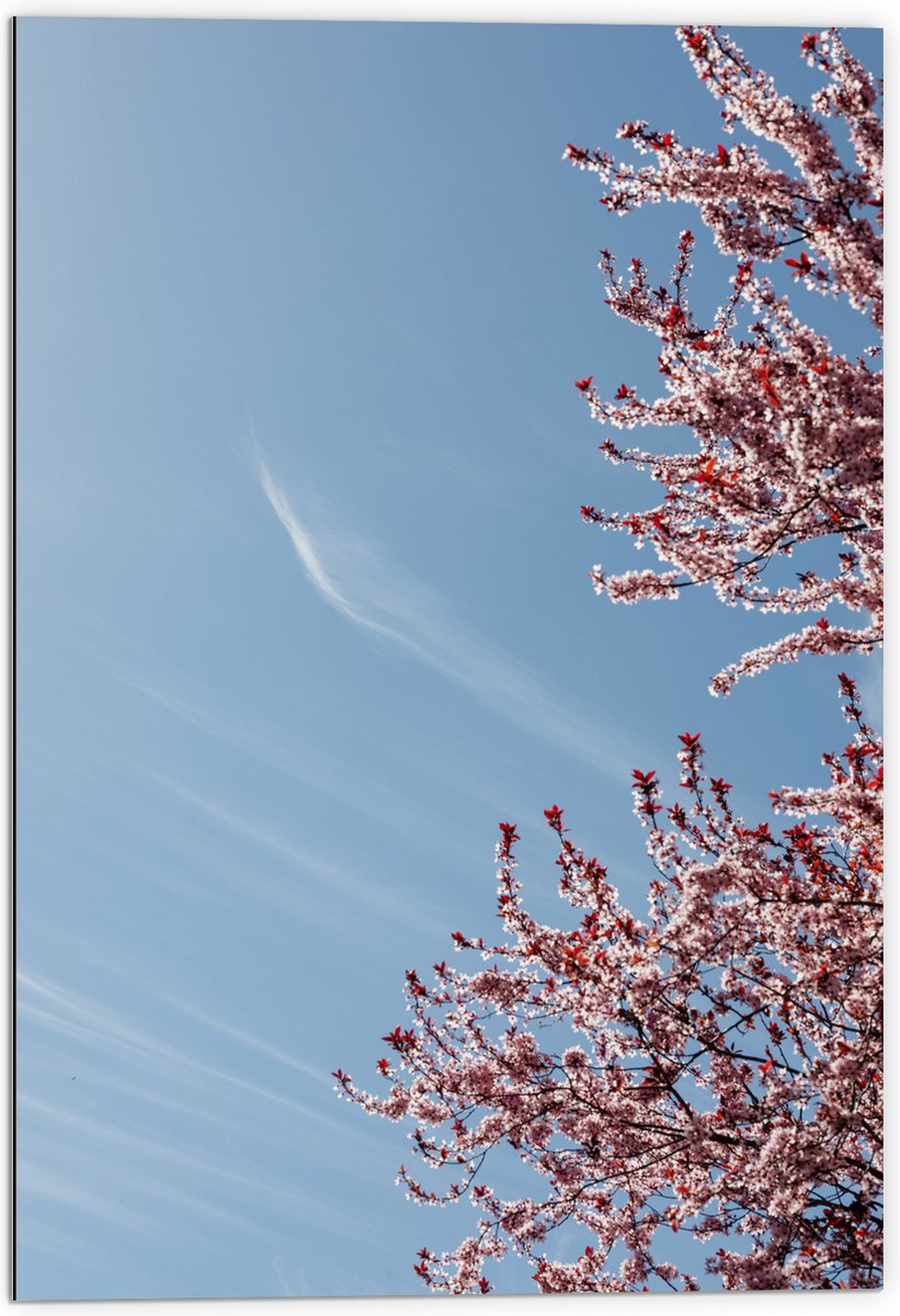 Dibond - Bloesemboom onder Blauwe Lucht met Lichte Sluierbewolking - 70x105 cm Foto op Aluminium (Wanddecoratie van metaal)