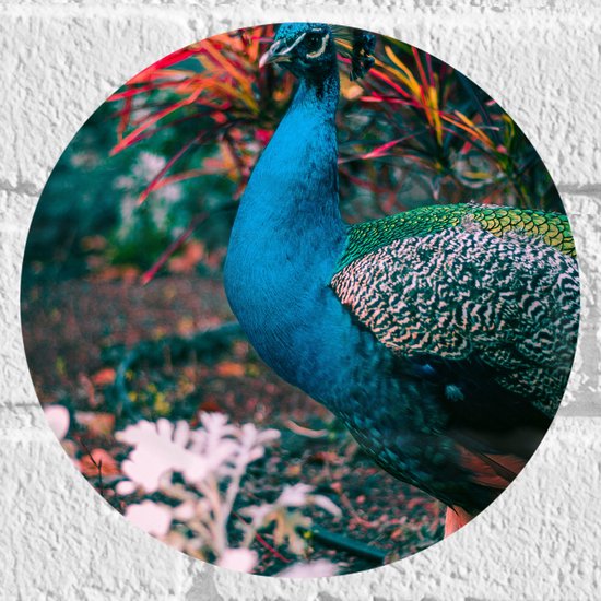 Muursticker Cirkel - Mooie pauw met Gekleurde Achtergrond - 20x20 cm Foto op Muursticker