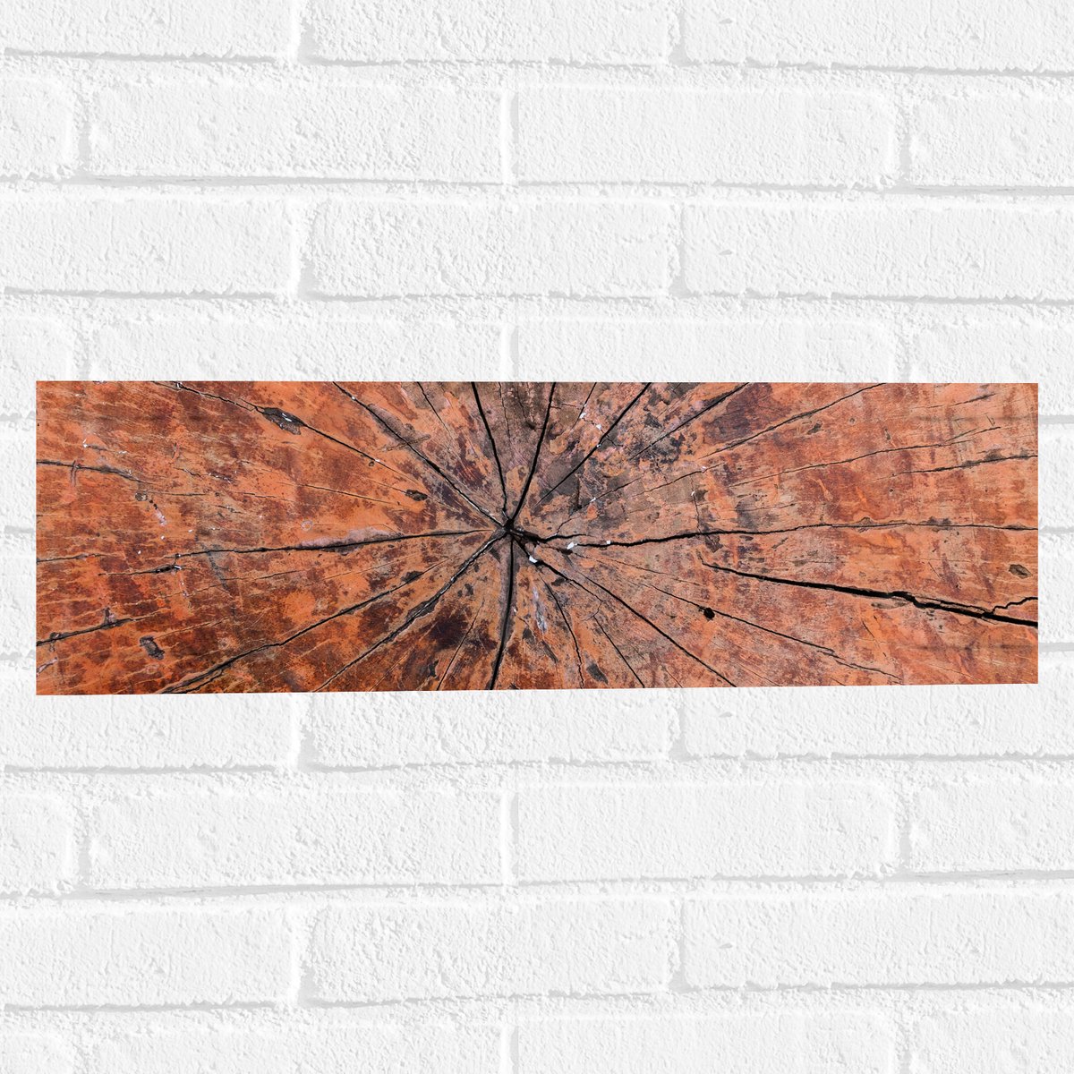 Muursticker - Close-up van Textuur in Doorgesneden Boomstam - 60x20 cm Foto op Muursticker