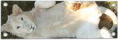Tuinposter – Bovenaanzicht van Witte Mannetjes Leeuw op Rug - 60x20 cm Foto op Tuinposter (wanddecoratie voor buiten en binnen)