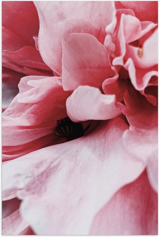 Poster (Mat) - Zwarte Binnenkant van Roze Bloem - 60x90 cm Foto op Posterpapier met een Matte look