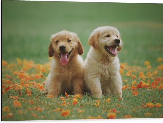 Dibond - Blije Puppy's in Oranje Bloemenveld - 80x60 cm Foto op Aluminium (Wanddecoratie van metaal)