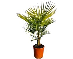 Sunny Tree - Palmboom - Trachycarpus fortunei - Winterharde Palmboom voor buiten - Hoogte: 120 cm