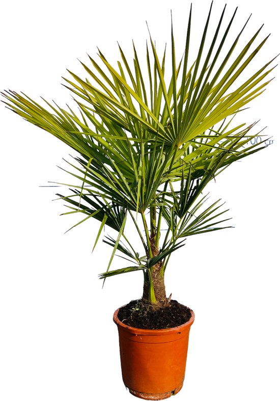 Sunny Tree - Palmboom - Trachycarpus fortunei - Winterharde Palmboom voor buiten - Hoogte: 130 cm