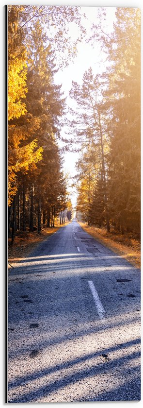 Dibond - Zonnestralen over Bospad - 20x60 cm Foto op Aluminium (Wanddecoratie van metaal)