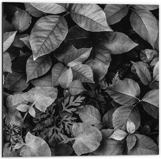 Dibond - Zwart-Wit Foto van Bladeren - 50x50 cm Foto op Aluminium (Wanddecoratie van metaal)