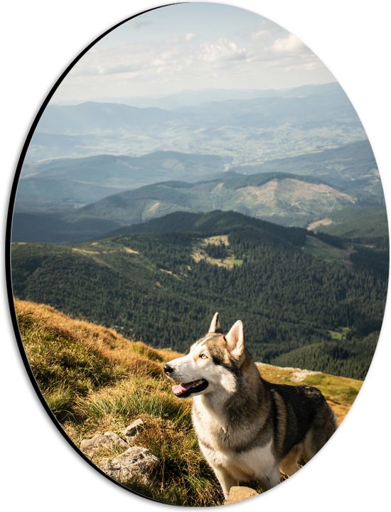 Dibond Ovaal - Blijkijkende Husky Hond op Berg met Uitzicht op Natuur - 21x28 cm Foto op Ovaal (Met Ophangsysteem)
