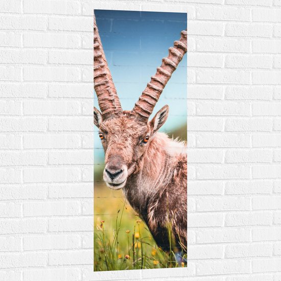 Muursticker - Alpensteenbok tussen Hoge Grassen met Kleine Bloemetjes - 40x120 cm Foto op Muursticker