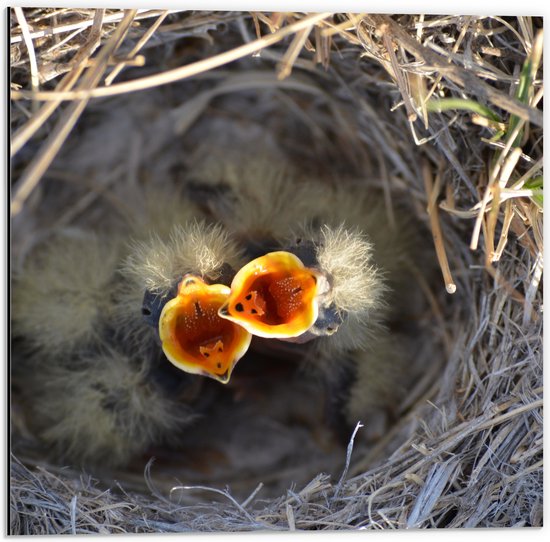 Dibond - Baby Vogels in Nest met Open Bek voor Eten - 50x50 cm Foto op Aluminium (Met Ophangsysteem)