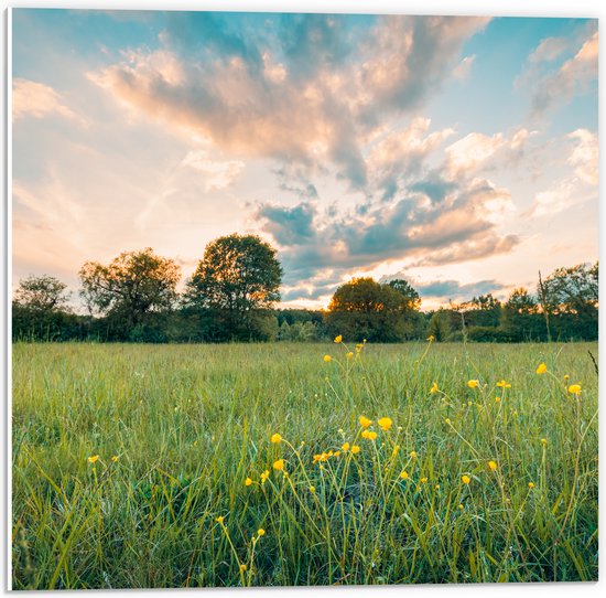 PVC Schuimplaat - Zonsondergang onder een Landschap met Gele Bloemen - 50x50 cm Foto op PVC Schuimplaat (Met Ophangsysteem)