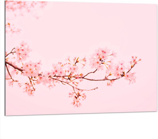 WallClassics - Dibond - Roze Bloesemtak op Pastelroze Achtergrond - 100x75 cm Foto op Aluminium (Met Ophangsysteem)