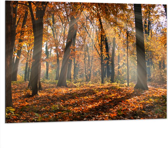 Dibond - Bos in de Herfst met Zonnestralen door de Bomen - 100x75 cm Foto op Aluminium (Met Ophangsysteem)