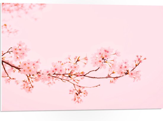 WallClassics - PVC Schuimplaat - Roze Bloesemtak op Pastelroze Achtergrond - 75x50 cm Foto op PVC Schuimplaat (Met Ophangsysteem)