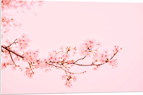 WallClassics - PVC Schuimplaat - Roze Bloesemtak op Pastelroze Achtergrond - 90x60 cm Foto op PVC Schuimplaat (Met Ophangsysteem)