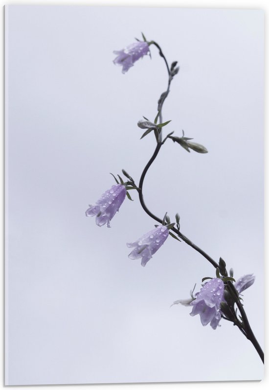 Acrylglas - Tak met paarse Bloementjes en Waterdruppels - 40x60 cm Foto op Acrylglas (Met Ophangsysteem)