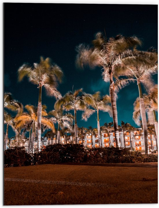 Dibond - Verlichte Palmbomen in Nacht - 60x80 cm Foto op Aluminium (Wanddecoratie van metaal)