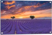 Tuinposter – Zonsondergang bij Lavendel Veld in de Zomer - 75x50 cm Foto op Tuinposter (wanddecoratie voor buiten en binnen)