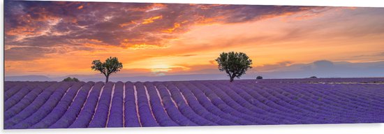 Dibond - Zonsondergang bij Lavendel Veld in de Zomer - 150x50 cm Foto op Aluminium (Wanddecoratie van metaal)