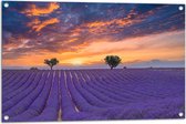 Tuinposter – Zonsondergang bij Lavendel Veld in de Zomer - 90x60 cm Foto op Tuinposter (wanddecoratie voor buiten en binnen)