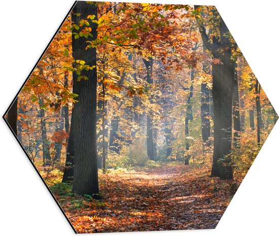 Dibond Hexagon - Bos met Oranje Blaadjes in de Herfst - 50x43.5 cm Foto op Hexagon (Met Ophangsysteem)