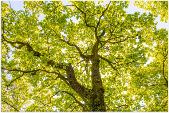 Poster (Mat) - Groene Boom met Zonnenstralen door de Bladeren - 90x60 cm Foto op Posterpapier met een Matte look