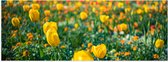 Poster Glanzend – Gele Tulpen in een Veld - 150x50 cm Foto op Posterpapier met Glanzende Afwerking
