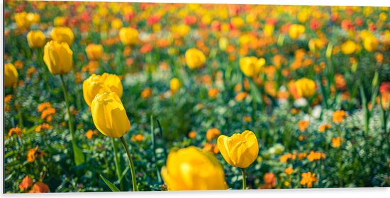 Dibond - Gele Tulpen in een Veld - 100x50 cm Foto op Aluminium (Met Ophangsysteem)