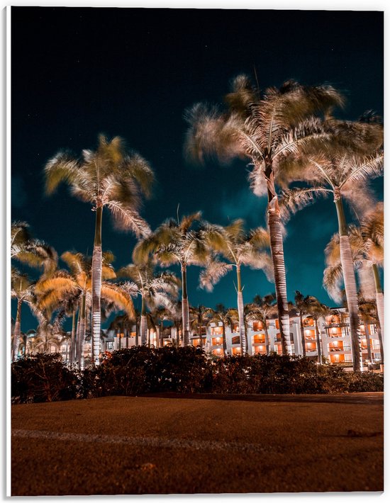 PVC Schuimplaat - Verlichte Palmbomen in Nacht - 30x40 cm Foto op PVC Schuimplaat (Met Ophangsysteem)