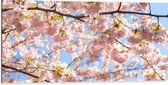Dibond - Roze Sakura Boom van Dichtbij - 100x50 cm Foto op Aluminium (Met Ophangsysteem)