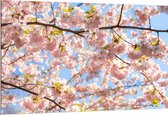 Dibond - Roze Sakura Boom van Dichtbij - 150x100 cm Foto op Aluminium (Met Ophangsysteem)