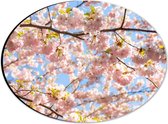 Dibond Ovaal - Roze Sakura Boom van Dichtbij - 28x21 cm Foto op Ovaal (Met Ophangsysteem)