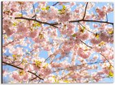 Dibond - Roze Sakura Boom van Dichtbij - 40x30 cm Foto op Aluminium (Met Ophangsysteem)