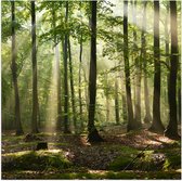 Poster Glanzend – Lichtstralen van Zon door Groene Bomen - 50x50 cm Foto op Posterpapier met Glanzende Afwerking