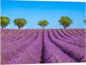 Acrylglas - Lavendel Bloemenveld met Rij Groene Bomen - 100x75 cm Foto op Acrylglas (Met Ophangsysteem)
