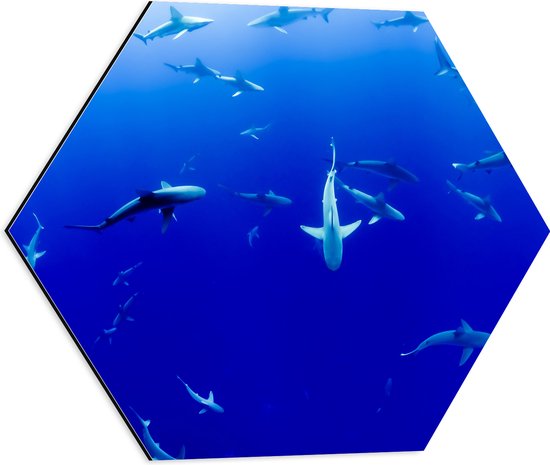 WallClassics - Dibond Hexagon - Haaien Onderwater in de Blauwe Zee - 50x43.5 cm Foto op Hexagon (Met Ophangsysteem)