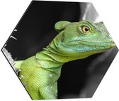 WallClassics - Dibond Hexagon - Groene Kroonbasilisk - 50x43.5 cm Foto op Hexagon (Met Ophangsysteem)